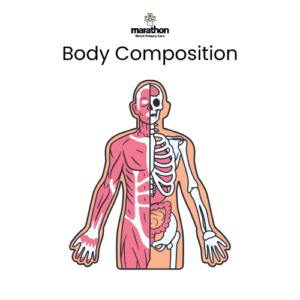 An image of a human’s body composition showing muscle and bone