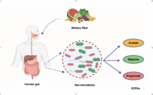 An image illustrating how dietary fiber feeds the gut, creating a gut micribiome that can produce short chain fatty acids